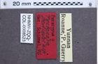 Etikette zu Pectocera fleutiauxi  (NHMW-ZOO-COL-0008523)